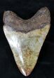 Uniquely Colored Megalodon Tooth - Georgia #21876-3